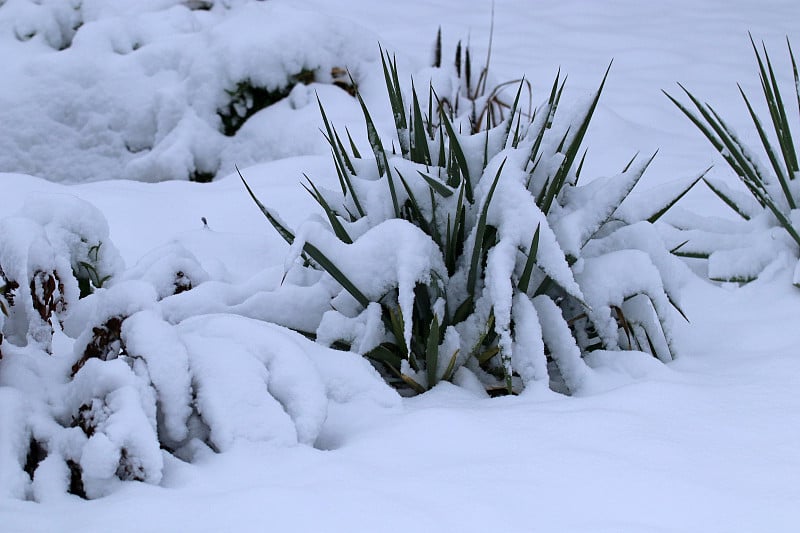 覆盖着雪的丝兰棕榈。