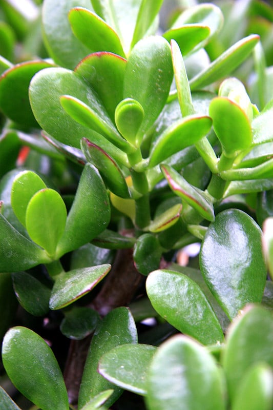 Crassula