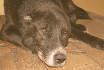 年老的中亚牧羊犬