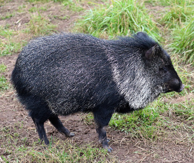 Pecari tajacu