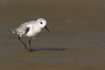 Sanderling (Calidris alba)在海滩，玻利瓦尔半岛，美国德克萨斯州