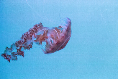 黑海荨麻水母Chrysaora achlyos