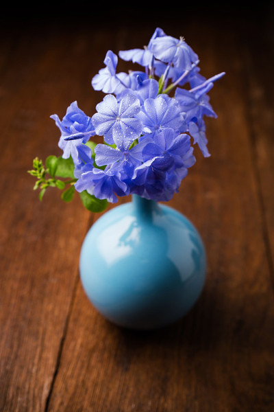 花瓶里有蓝色的梅花