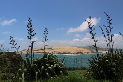 Hokianga海港