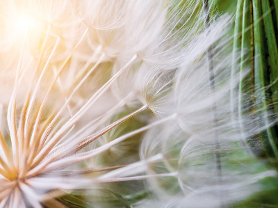 这就是我的企图Dandelion