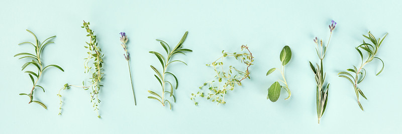 以蓝绿色为背景的烹饪香草。迷迭香，百里香，薰衣草，鼠尾草，从上面拍摄，一个平面的全景