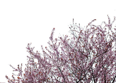 樱花樱花