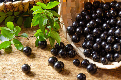 Jabuticaba, Jabuticaba是刚收获的，还没有洗过，树枝和叶子放在一个草席上的稻草篮