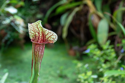 一个花Sarracenia(拉丁Sarracenia)的特写-食肉食虫植物背景的绿色植物。有选择性的