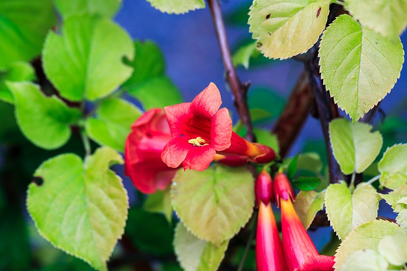 Campsis radicans花