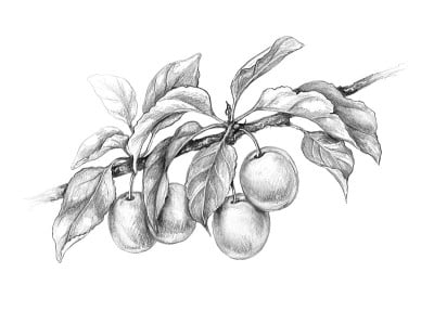梅花枝铅笔画