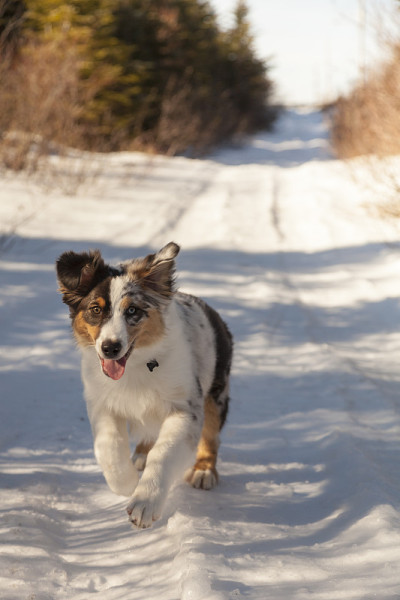 澳大利亚牧羊犬狗在常青的森林在雪中奔跑。