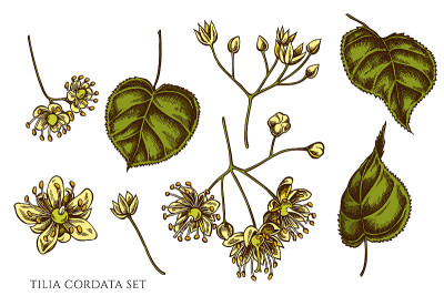 矢量集的手绘彩色tilia cordata