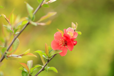 木瓜的花