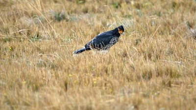 Carunculated caracara