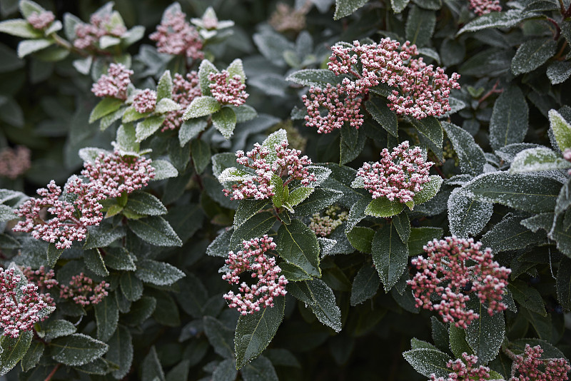 Viburnum Talavera