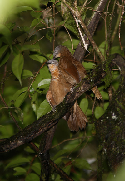 Ashy-headed Laughingthrush
