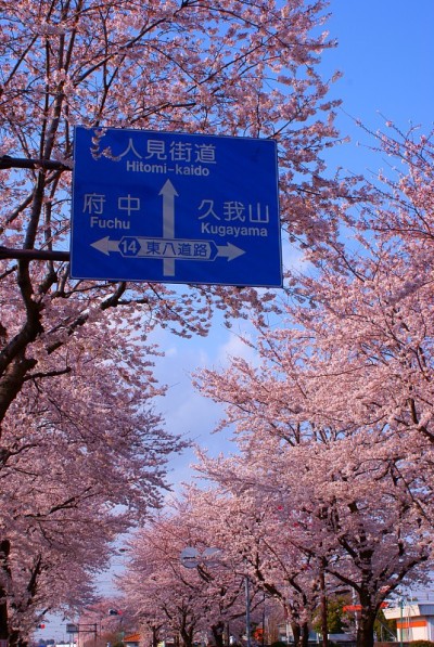 樱花和路标