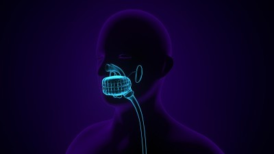 人体腺体解剖的3d插图。