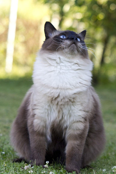 挪威森林猫很高