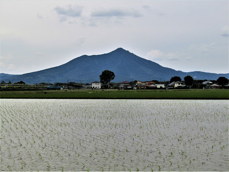 日本。五月筑波山周围的稻田。