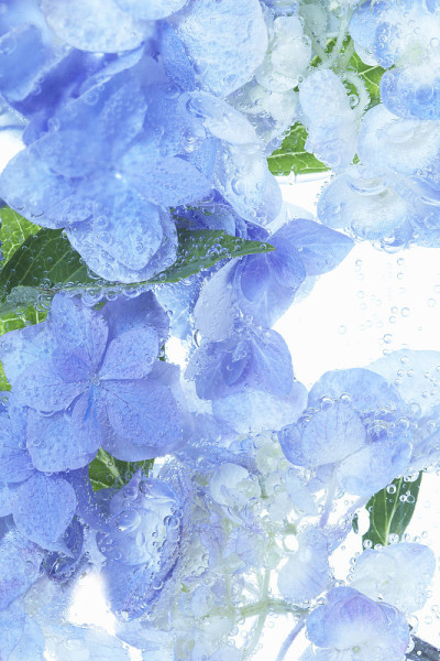 绣球花的水