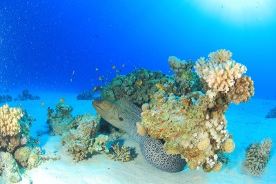 红海中的海洋生物