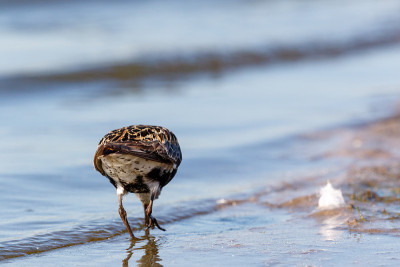 Dunlin (Calidris alpina)