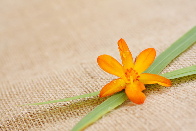 montbretia