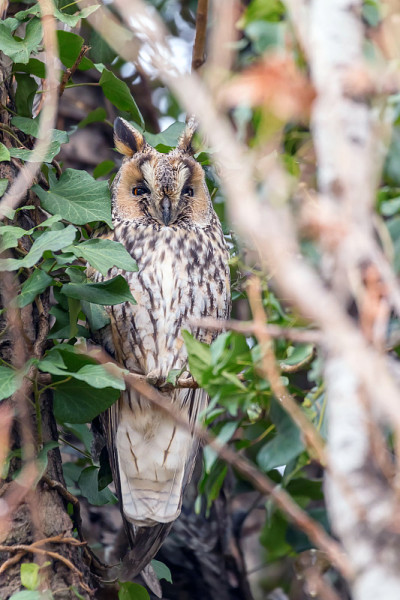 长耳猫头鹰坐在树上(Asio otus)