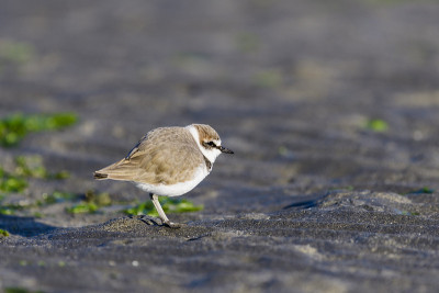Kentish plover(Charadrius alexandrinus)