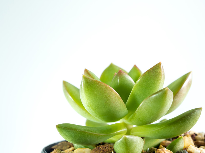 肉质植物石竹，鲜叶细部景天