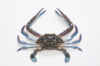 Swimming blue crab