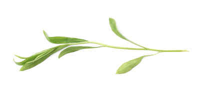 龙蒿属多年生芳香烹饪草本植物