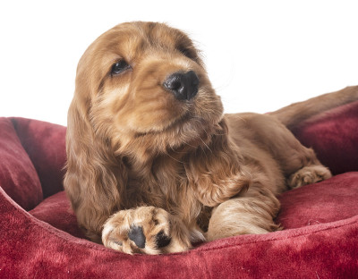 小狗可卡犬