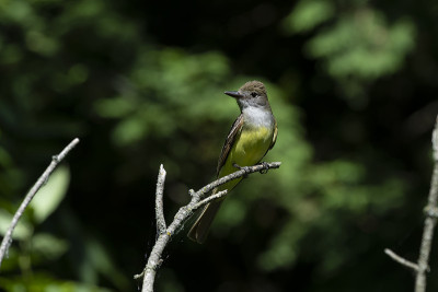 大冠鹟(Myiarchus crinitus)雄性栖息在鸟巢附近。