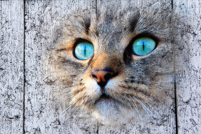 数字艺术-石头上的挪威森林猫