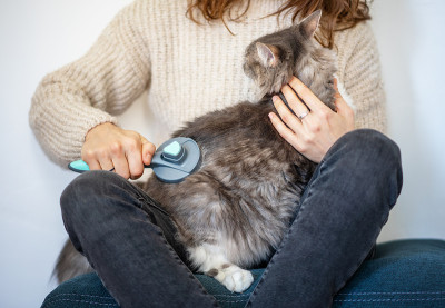 猫毛刷。漂亮女人在家里给她的灰猫刷牙