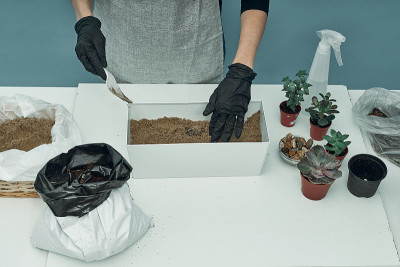 女孩在土壤和花盆里种植室内植物和花卉。植物护理和维护。的爱好。