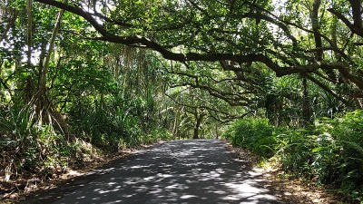 森林中央的街道