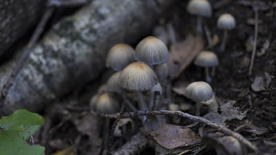 在阿纳加山脉发现的月桂
