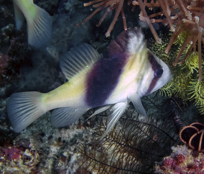 条纹肥皂鱼(Diploprion bifasciatum)