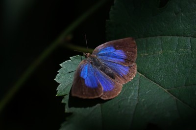 日本Oakblue