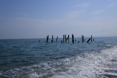 海鸥