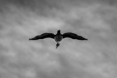 在天空中滑翔
