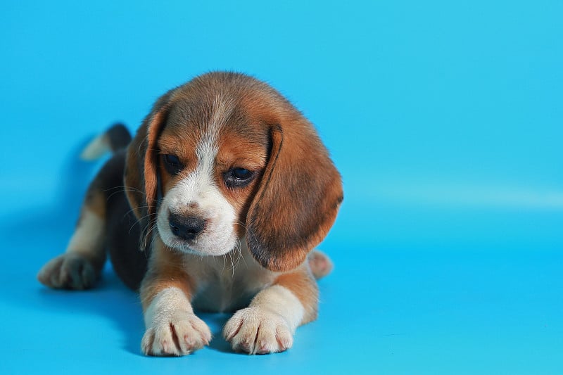 纯种小猎犬幼犬在浅蓝色屏幕上