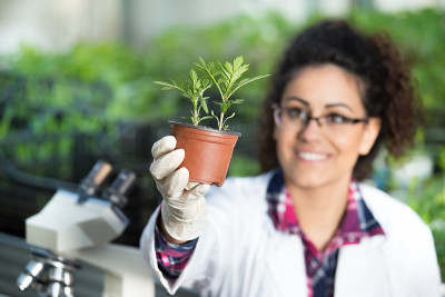 生物学家在花盆中抱芽