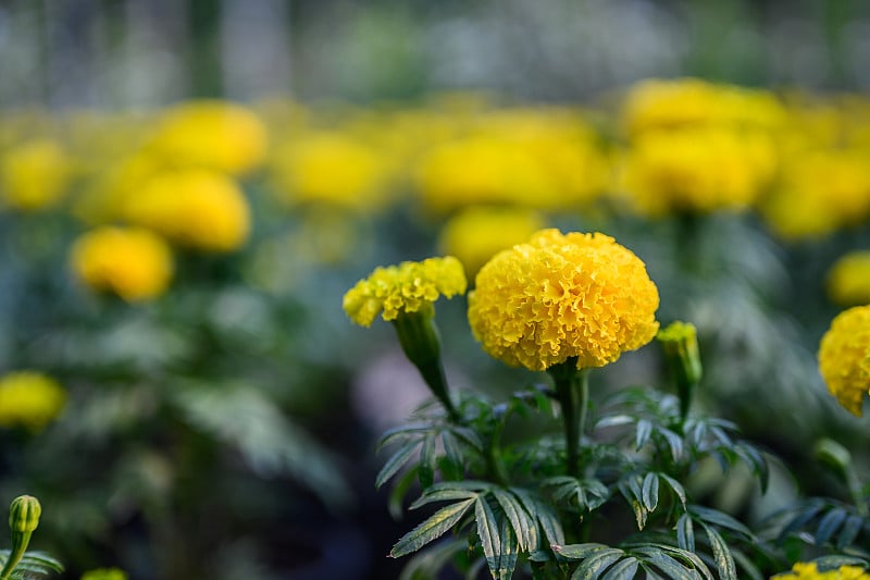 花园里美丽的万寿菊(万寿菊、墨西哥万寿菊、阿兹特克万寿菊或非洲万寿菊)。