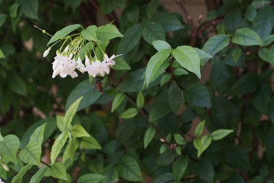 在泰国，蜜蜂盛开