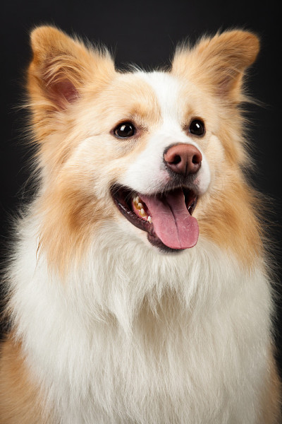 黄色边境牧羊犬肖像